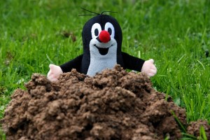 Kleiner-Maulwurf-in-unserem-Garten-2-a21094765