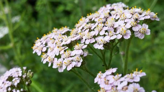 10613068_1150021821680024_7642214144922846492_n