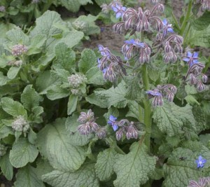 Borago-officinalis
