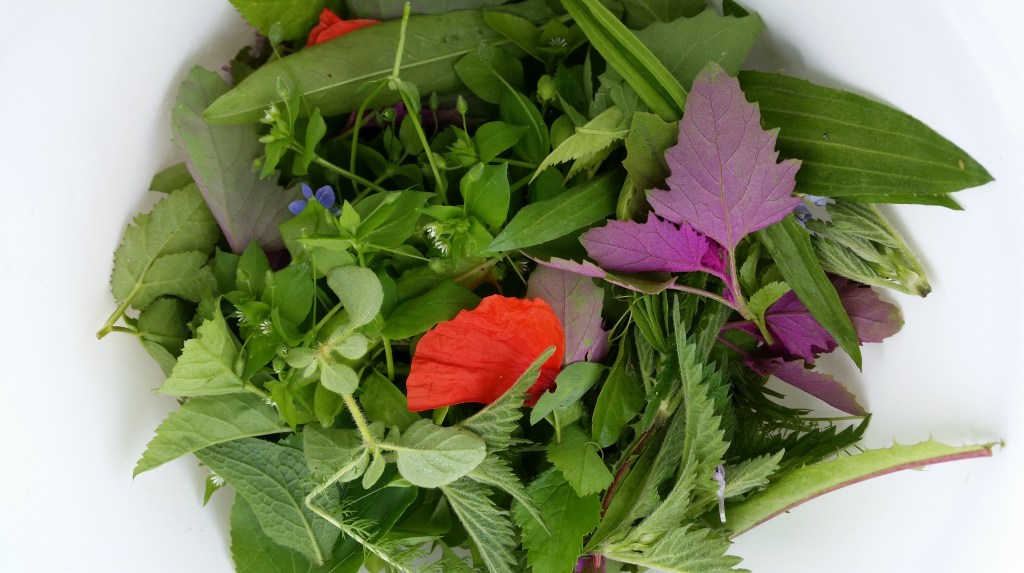 IDEEN ZUM NACHMACHEN#9: Wildkräuterpesto