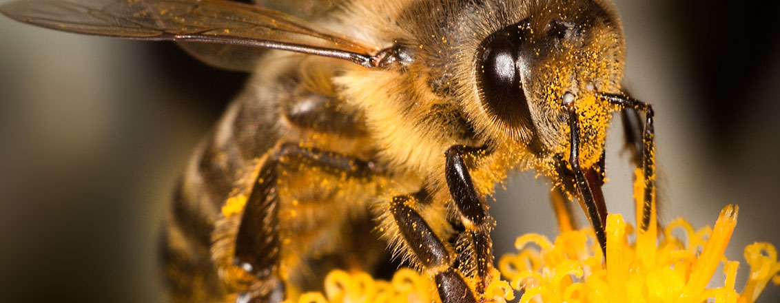 Eckardts Vortrag.jpg