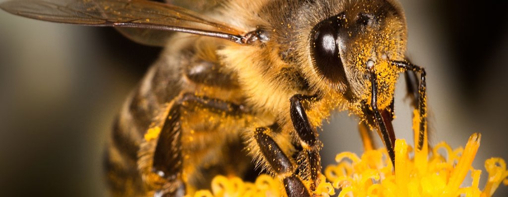 Naturgemäße Bienenhaltung? ̶ Eckardt&nbsp;erklärt